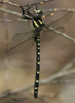 Sparkling Jewelwing Twin-spotted Spiketail